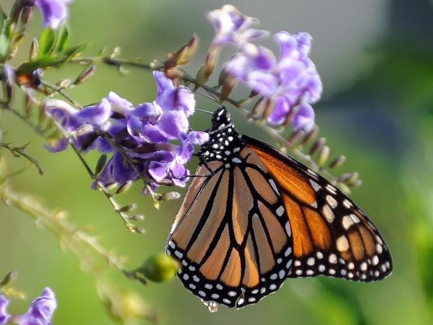Vital Invertebrates Decline By 45 Per Cent Study Finds The Independent