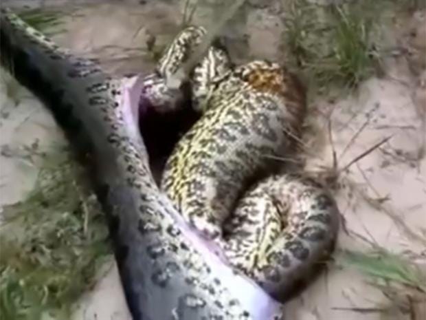 Gruesome footage shows man cut open a giant snake to reveal an ...