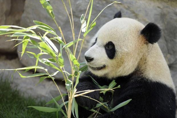 Giant Pandas In China Break Record For Longest Mating
