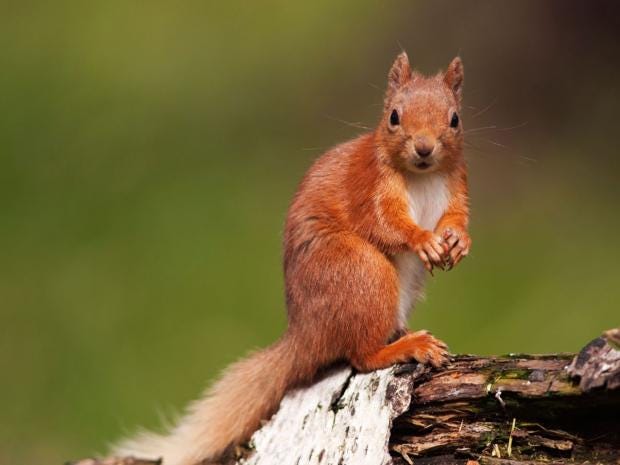 30-Red-Squirrel-Alamy.jpg