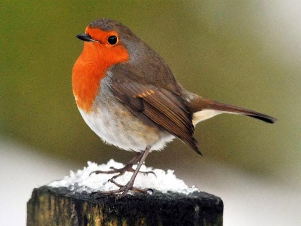 Robin crowned as UK's national bird: It's aggressive, vicious, but ...