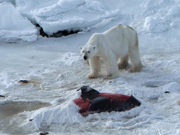 Polar bears seen killing and eating dolphins that have been forced ...