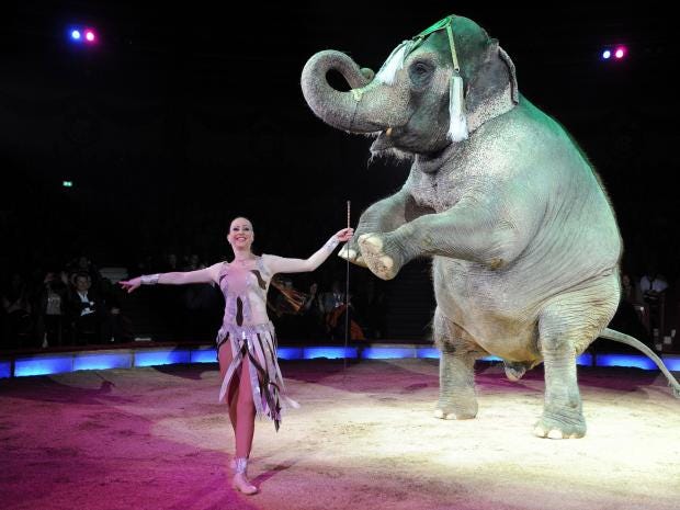 elephanyt.jpg