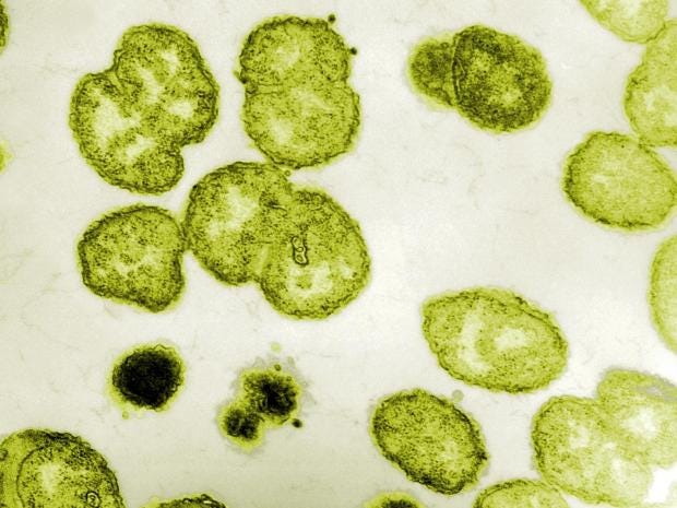 gonorrhoea-rex.jpg gonorrhoea-rex.jpg