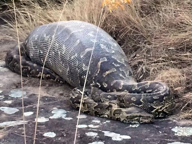 Python found dead after swallowing a 14kg porcupine which punctured its