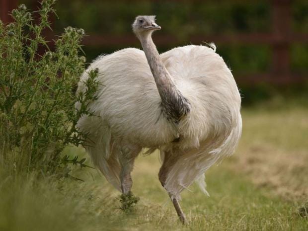 Police warning over 'aggressive' giant rhea bird on the loose in