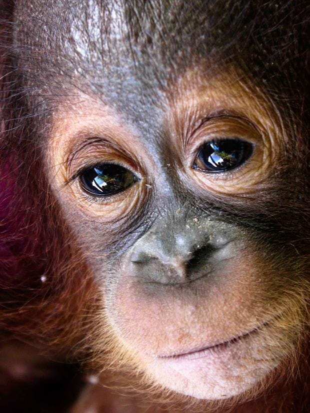 Video Orphaned baby orangutan Udin cared for by rescuers