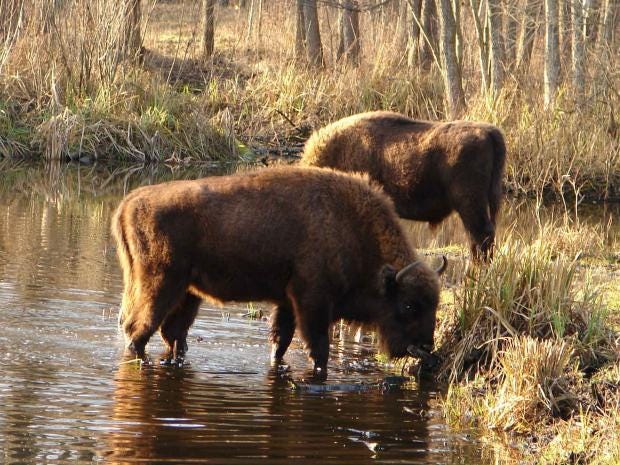 chernobyl-bison-pa.jpg