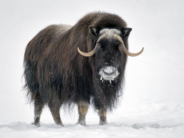 Hunters given ok to shoot musk oxen Arctic beasts stranded on sea ice ...