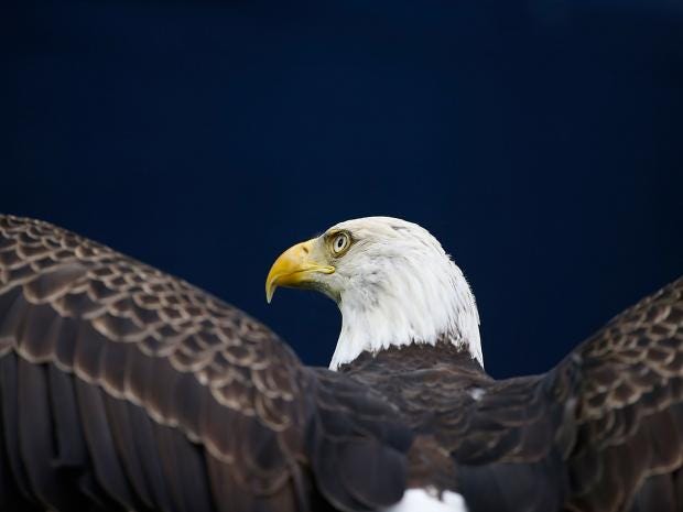 An-American-Bald-Eagle-Getty.jpg