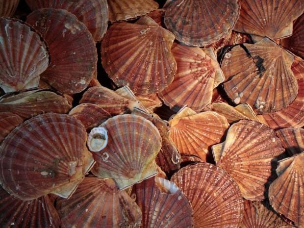 scallops-afp.jpg