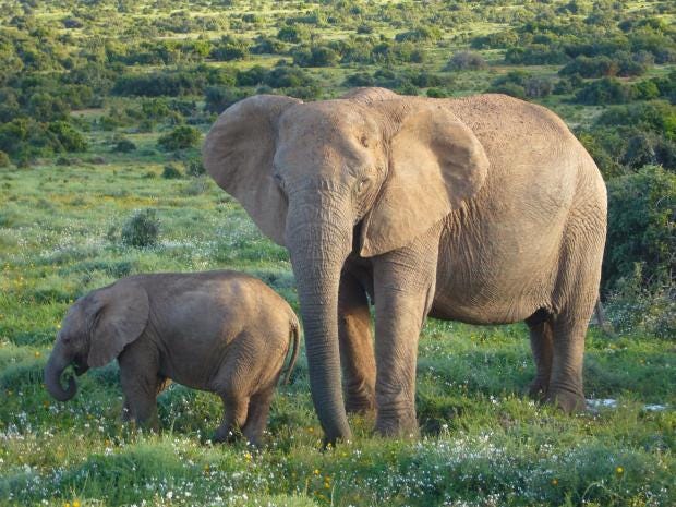 African-Elephants.jpg