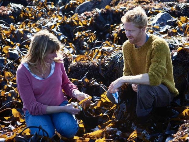 Cornish-Seaweed-Company.jpg