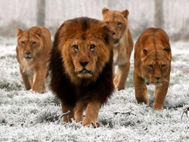 harry-kane-lions1.jpg