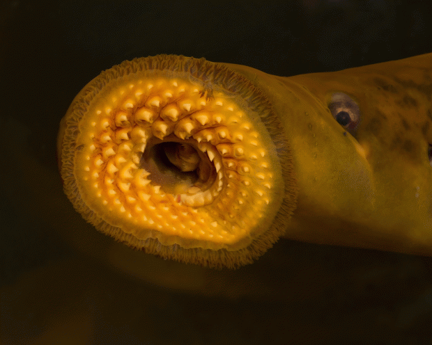 Blood-sucking lamprey fish that pre-dates dinosaurs 'returns to British ...