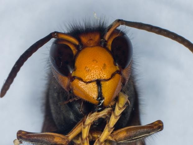 asian-hornet.jpg
