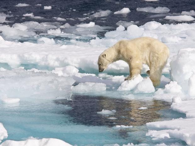 polar-bear-ice