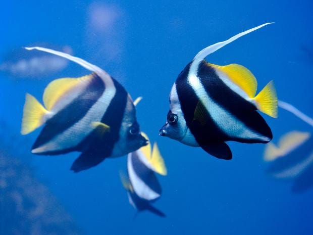 zebrafish.jpg