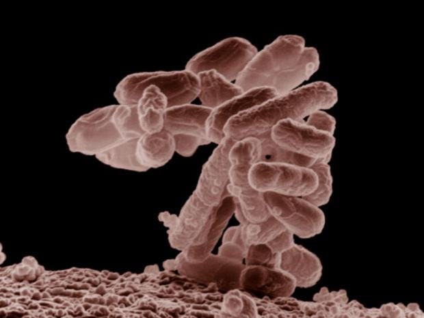 ecoli1.jpg