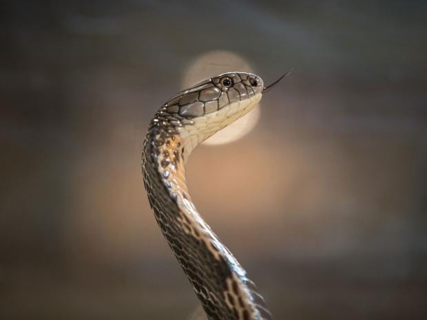 Scientists have discovered why snakes are so long - and it 