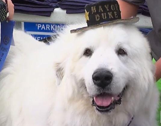 Dog elected mayor in Minnesota town of Cormorant for third term in ...