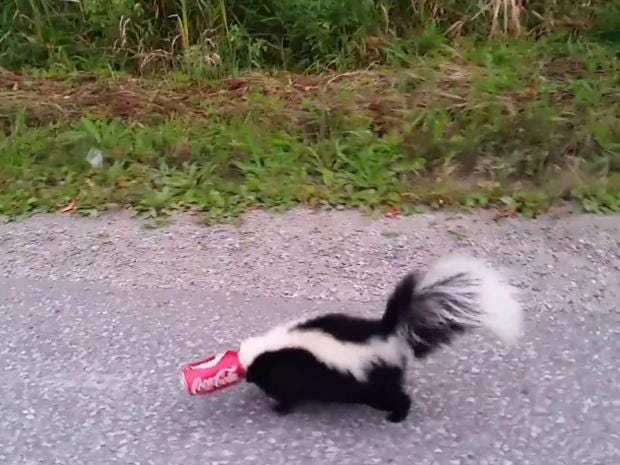 despite being dressed in his best suit canadian mike mcmillan pulled over to help a skunk with his head stuck in a soda can skeptisketchjukin media - Skunk Pictures despite being dressed in his best suit canadian mike mcmillan pulled over to help a skunk with his head stuck in a soda can skeptisketchjukin media - Skunk Pictures