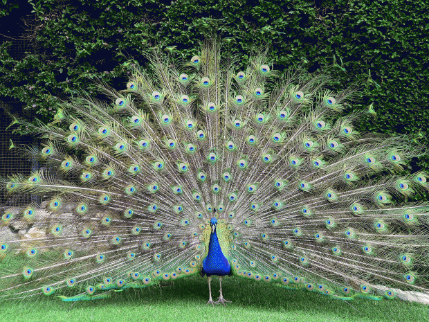 peacock.gif