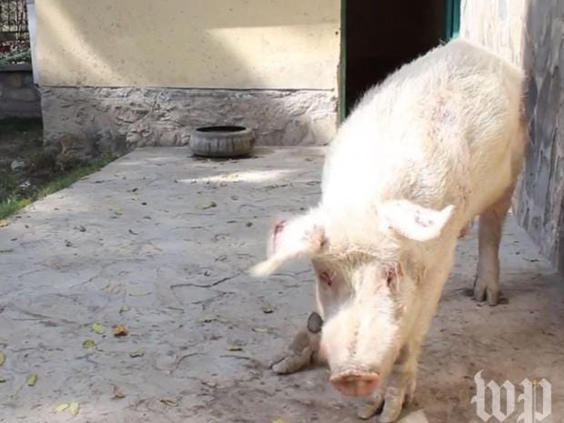 There is only one pig in Afghanistan – and his name is Khanzir | The Independent Meet Khanzir – the only pig in Afghanistan