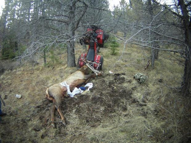 Hunter Gets Impaled By Elk He Just Killed The Independent