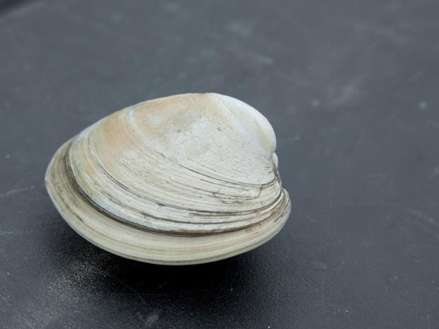 clam.jpg clam.jpg