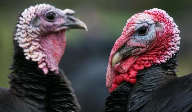 turkeys.jpg