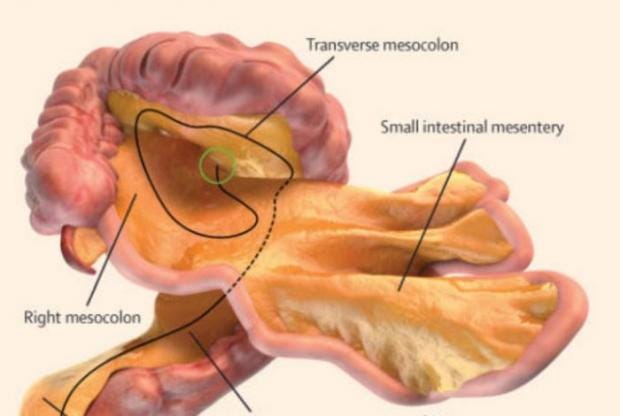 Image result for mesentery