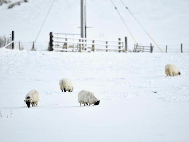 snow-sheep-scotland.jpg