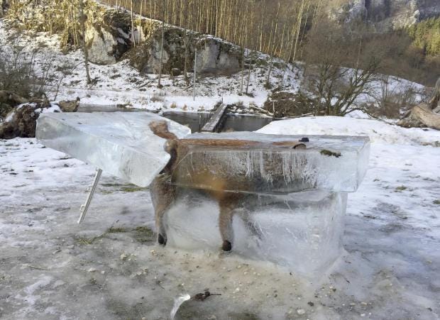 fox-ice-cube-danube.jpg