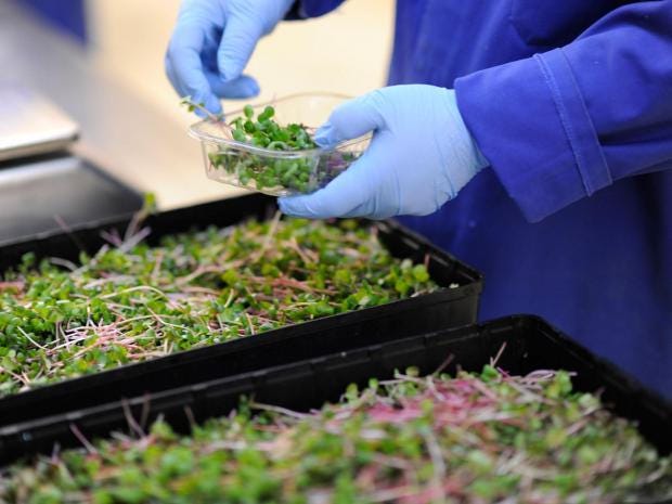 growing-underground-farm.jpg growing-underground-farm.jpg