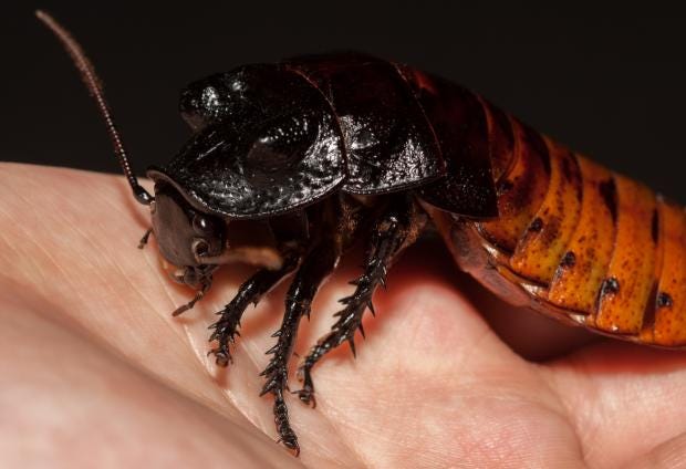 Female cockroaches can reproduce for years without needing a male ...