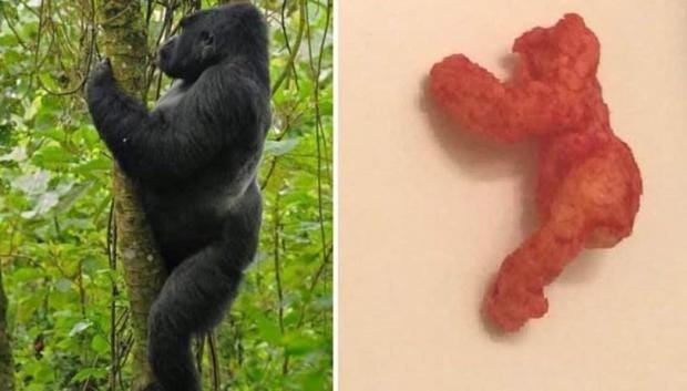 harambe.jpg