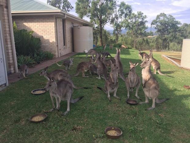 kangaroos5.jpg