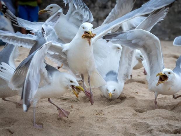 seagulls.jpg