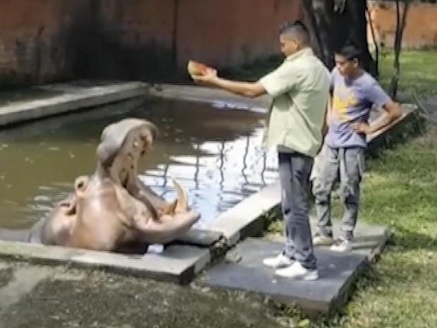 Hippo dies after brutal attack in El Salvador