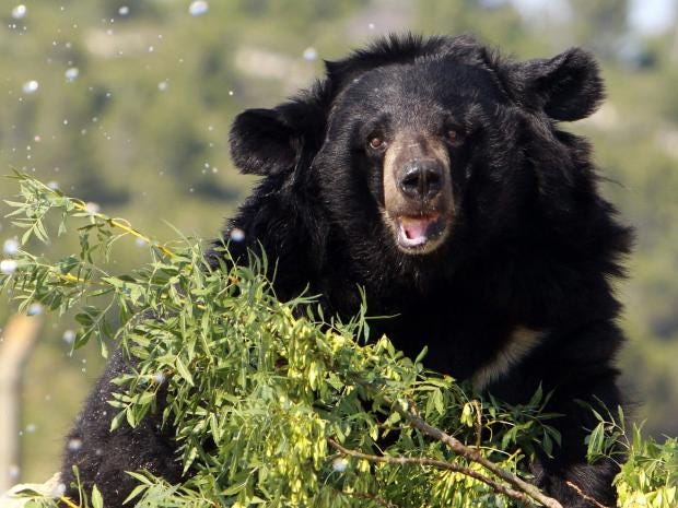 asian-black-bear.jpg