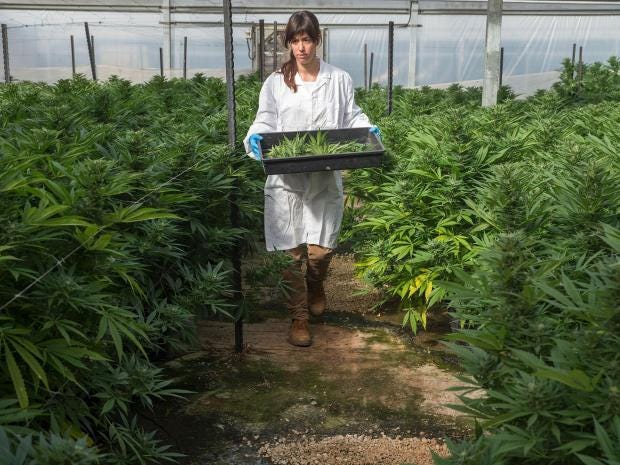 cannabis-israel.jpg