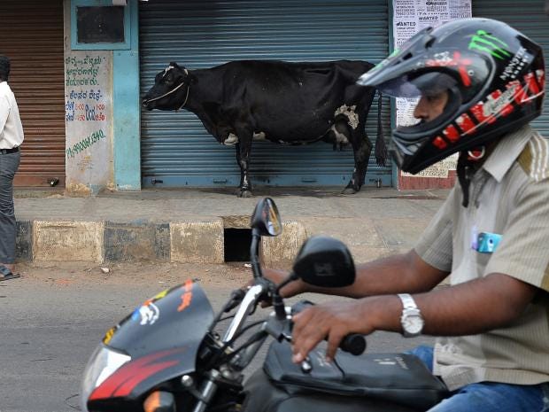 india-cow-motorcycle.jpg