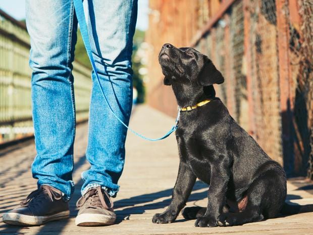 Pet dog saves 10-year-old girl from being kidnapped by stranger on walk ...