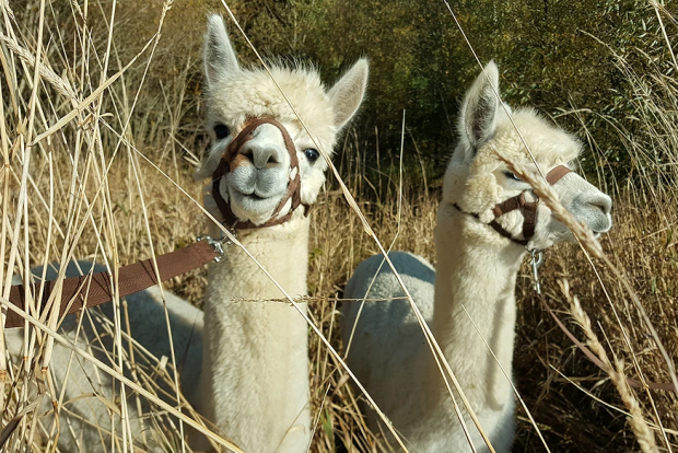 alpacas-white.png