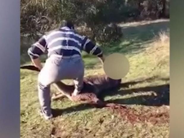Man charged after filmed cutting kangaroo's throat.jpg