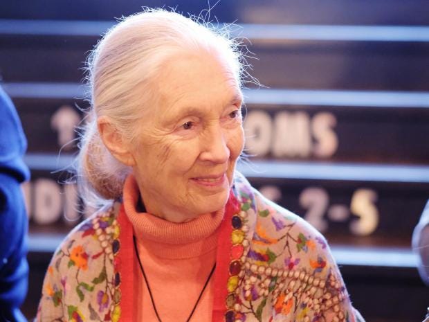 Donald Trump: World-renowned primatologist Jane Goodall likens US ...