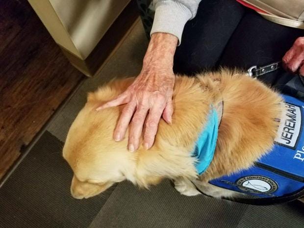 therapy-dogs1.jpg