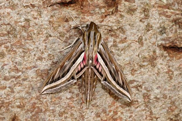hawk-moth.jpg