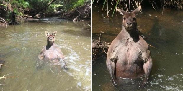 This Is The Most Muscular Kangaroo Weve Ever Seen This Is The Most Muscular Kangaroo Weve Ever Seen